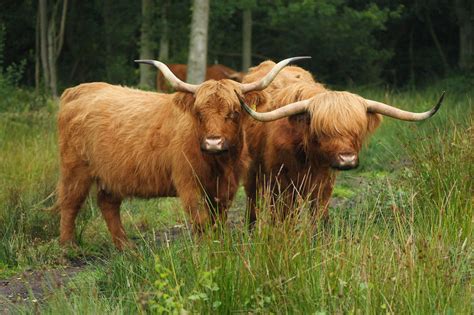 The American Cowboy Chronicles: Cattle Breed -- Highland