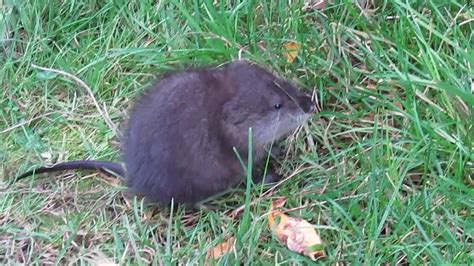 Baby Muskrat at the Marsh - YouTube