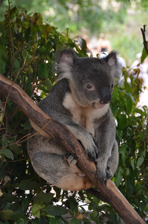 Koala bear,bear,animal,cute,branch - free image from needpix.com