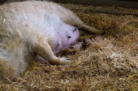 Royalty free mangalica photos | Pikist