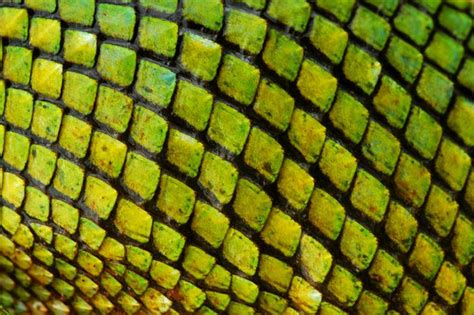 11 best scale textures images on Pinterest | Pattern, Surface finish ...