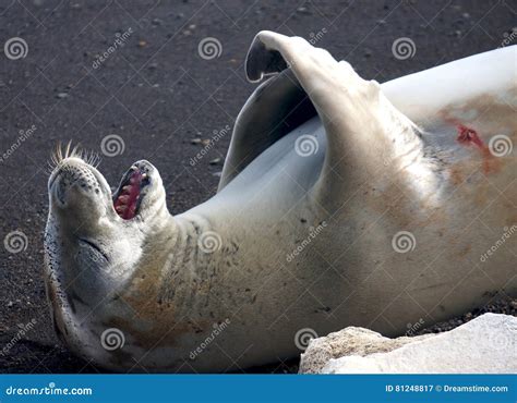 Crabeater seal stock image. Image of teeth, antarctica - 81248817