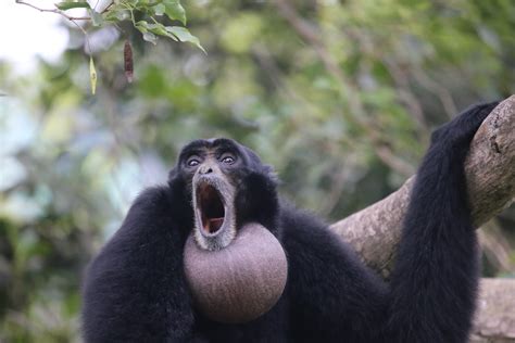 SIAMANG | (Symphalangus.syndactylus)REGION-ASIA,Siamang’s li… | Flickr