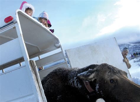 DOW officers introduce moose to Northwest Colorado | SteamboatToday.com