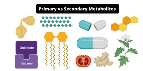 Difference between Primary and Secondary Succession - Biology Notes Online