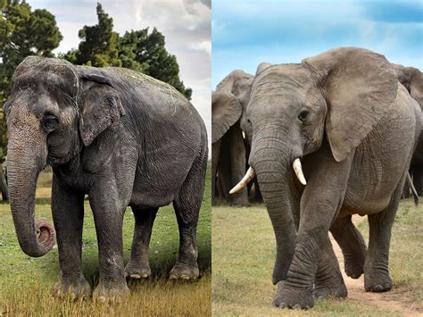 What’s the Difference Between Asian and African Elephants? | Britannica