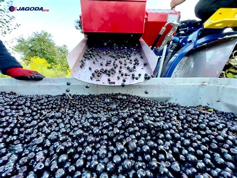 Aronia harvesting machine ARONIC | JAGODA JPS Fruits Machinery