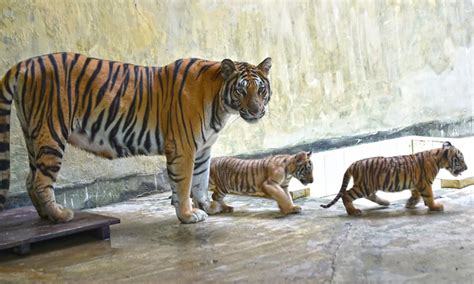 2 Royal Bengal Tiger cubs playing with mother at zoo - Global Times