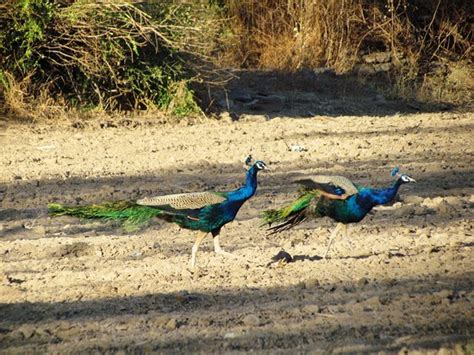 Bankapura Peacock Sanctuary (Haveri) - 2021 All You Need to Know BEFORE You Go (with Photos ...