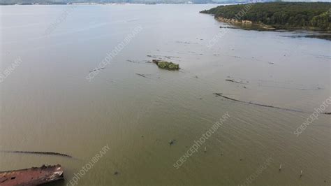 Aerial view of Mallows Bay, Maryland, USA - Stock Video Clip - K013/5975 - Science Photo Library