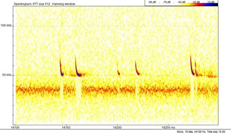 Echolocation - Bat Conservation Ireland