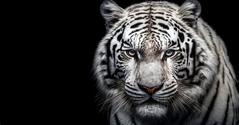 White Tiger Head Images – Browse 121,262 Stock Photos, Vectors ...