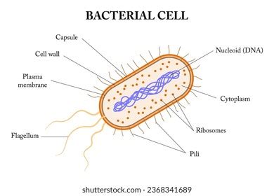 3,554 Bacteria Cell Diagram Royalty-Free Images, Stock Photos & Pictures | Shutterstock