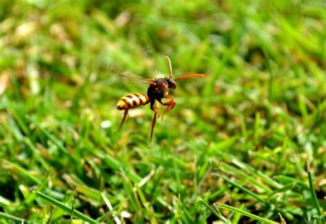 Baby Wasp Flying 1:2 | The second shot of a baby wasp flying… | Flickr