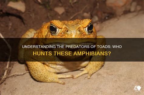 Understanding The Predators Of Toads: Who Hunts These Amphibians? | PetShun