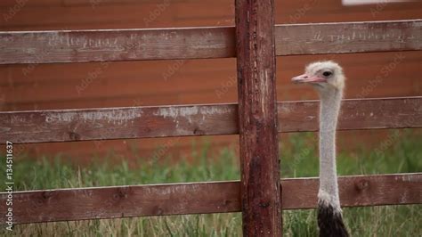 Ostrich farm. Ostrich walks on a farm. Stock Video | Adobe Stock