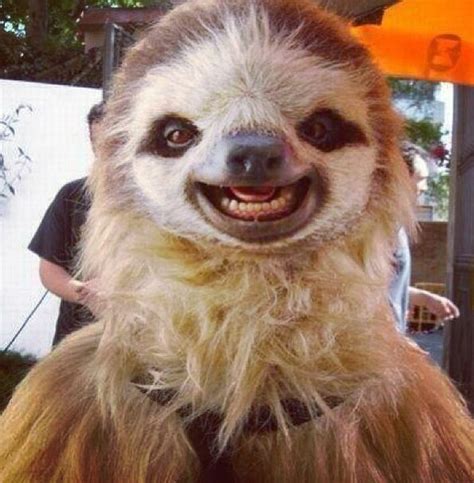 20 best creepy sloth images on Pinterest | Sloth, Sloth memes and Sloths