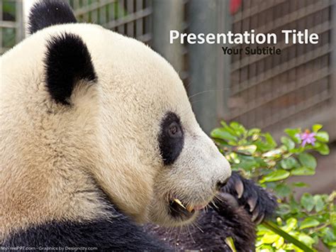 Free Giant Panda Bear PowerPoint Template - Download Free PowerPoint PPT