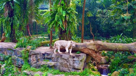 Animals at Singapore Zoo - A Walk in the World - Singapore Zoo Tickets