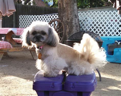 Peekapoo haircut #puppyhaircut | Dog grooming styles, Dog lovers