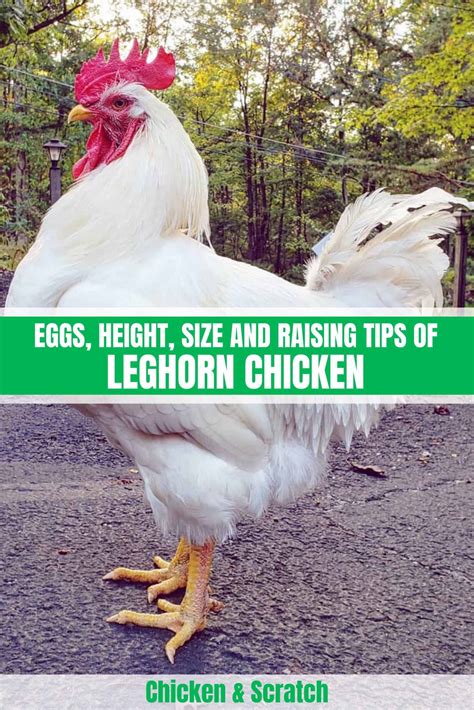 Leghorn Chicken: Eggs, Height, Size and Raising Tips