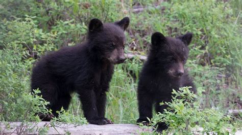 Black Bear Female and Her Cubs in Yellowstone National Park - YouTube