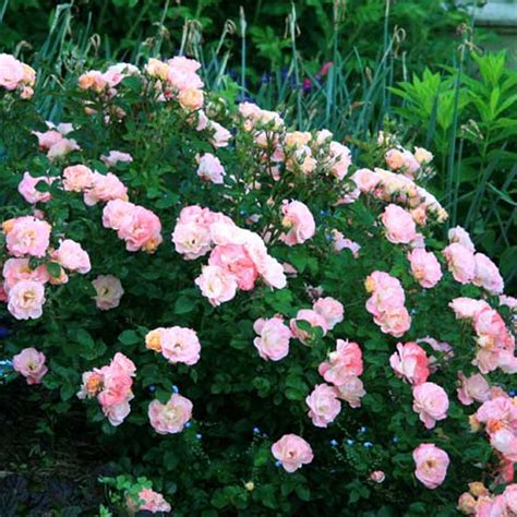 Peach Drift Groundcover Rose | PlantAddicts.com