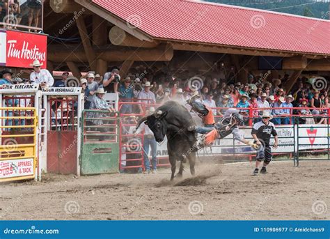 Cowboy Thrown into Air by Bucking Bull at Stampede Editorial ...