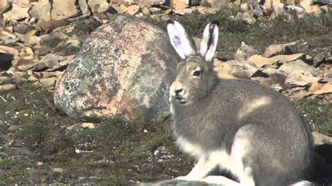 NUNAVUT Exotic Wildlife Canada's North - YouTube