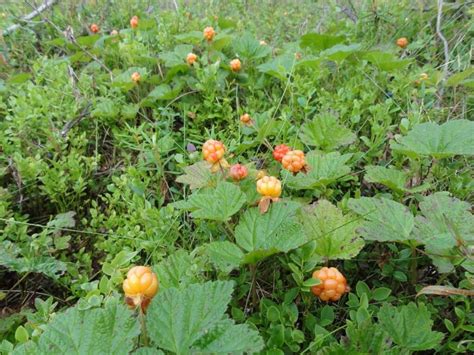 Cloudberry - A cloudberry is a polar berry of Rubus chamaemorus, a herb ...