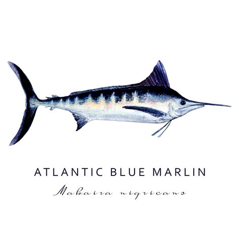 Atlantic Blue Marlin - Watercolor on Behance