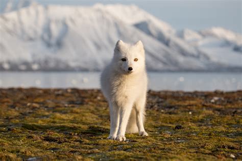 Top 10 Animals In Iceland You May See During Your Trip - Iceland Trippers