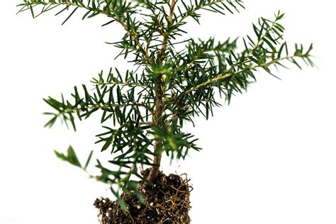 Western Hemlock | Medium Tree Seedling – The Jonsteen Company