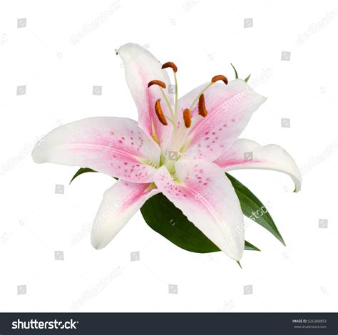 Pink Stargazer Lily On White Stock Photo 526388893 | Shutterstock