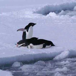 penguin behavior picture - Animal Facts and Information