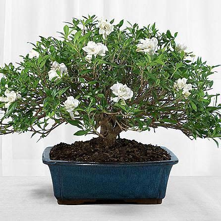 Bonsai Gardenia Tree - Garden Plant