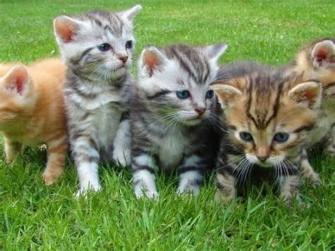 Runt Of The Cat Litter - (Everything You Need To Know)