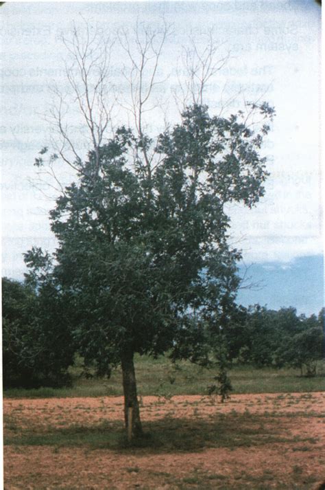 Pecan Diseases: Prevention and Control | Oklahoma State University