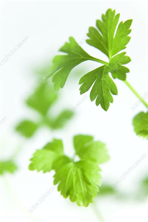 Parsley leaves - Stock Image - H110/3501 - Science Photo Library