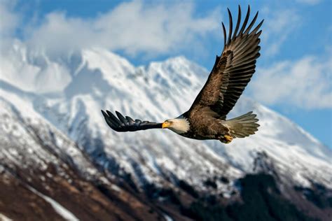 Avian flu threatens bald eagle recovery • Earth.com