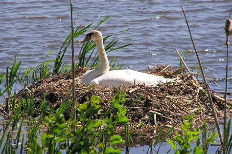 Swan on Nest Free Photo Download | FreeImages