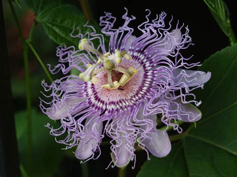 Creepy flower | Plants, Flowers, Flora