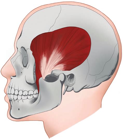 Temporalis muscle anatomy. | Download Scientific Diagram