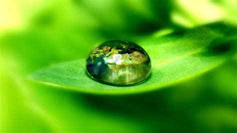 water drops, Leaves, Plants Wallpapers HD / Desktop and Mobile Backgrounds