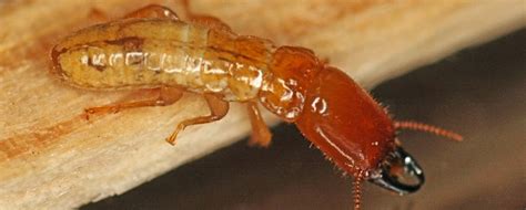 WHAT ARE TERMITES?