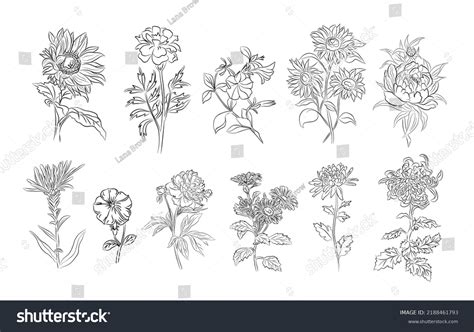 Set Autumn Flowers Line Art Vector Stock Vector (Royalty Free ...