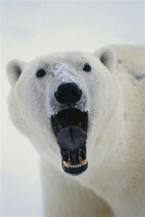 Polar Bear Roar! Nature Animals, Animals And Pets, Baby Animals, Funny ...