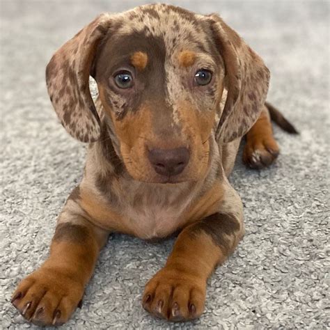 Miniature Dachshund Puppies For Sale | Dallas, TX #334459