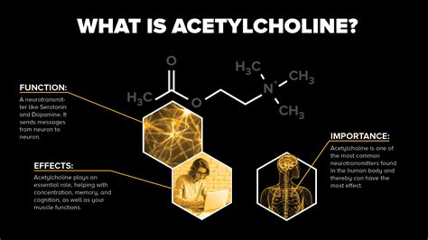 What Is Acetylcholine And How Can it Boost The Health Of Your Brain ...