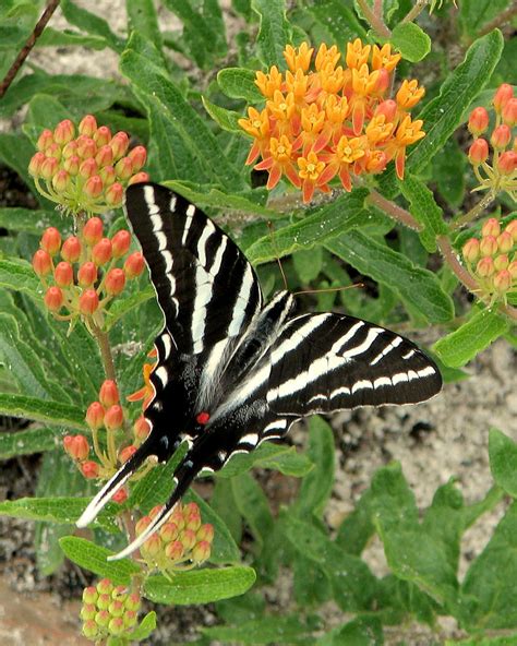 Zebra Swallowtail Photograph by Peg Urban